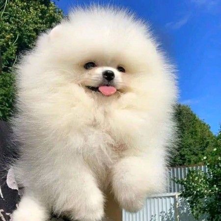 Gorgeous Pomeranian puppies available and ready
