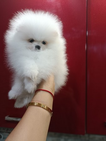 NICE MALE AND FEMALE T-CUP POMERANIAN PUPPIES AVAILABLE