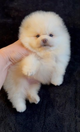 VERY VERY TINY Male and Female Pomeranian Puppies