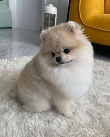 Beautiful White Mini Pomeranian Puppies for Rehoming
