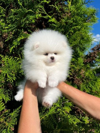 Adorable Tiny Pomeranian Puppies