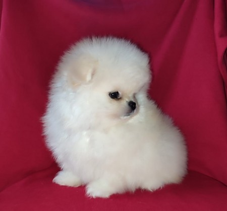 Cute Lovely male and female Pomeranian Puppies for adoption