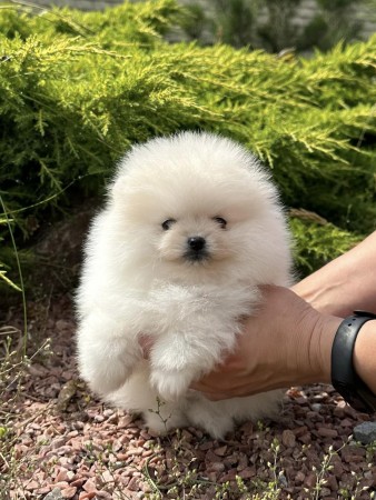 Gorgeous Pomeranian puppy available and ready for her new home.
