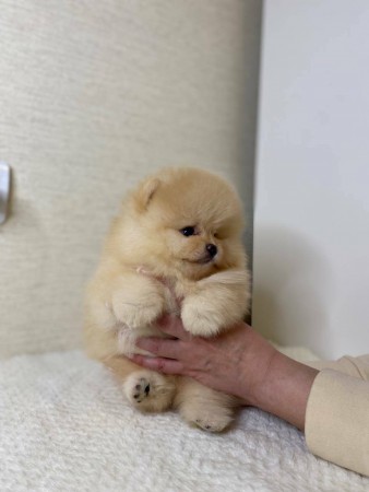 I have gorgeous Male and Female Pomeranian puppies