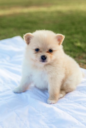 Male and Female Awesome T-Cup Pomeranian Puppies For Adoption