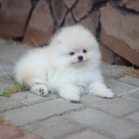Teacup Pomeranian puppies Available male and female