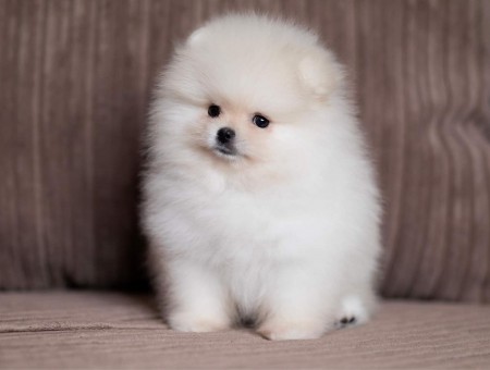 Lovely pomeranian puppies for your home***