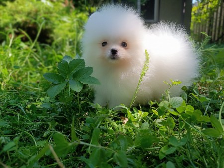 Cute and adorable male and female Pomeranian puppies