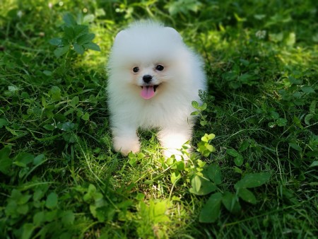 Outstanding Pomeranian Puppies availabble loving homes.