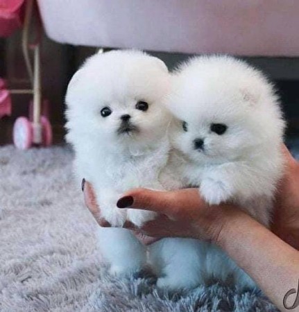 One little male and one female Pomeranian Puppies left