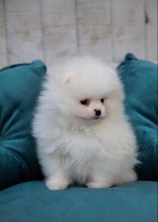 Affectionate Pomeranian Puppies ready for loving and caring home