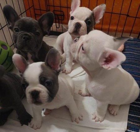Sweet Frenchie pups