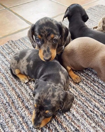 Miniature smooth, dachshunds puppies