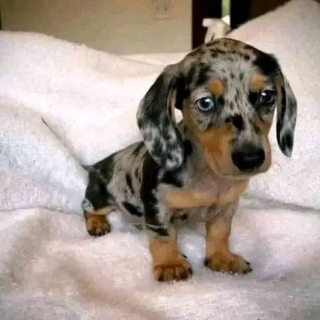 Miniature smooth, dachshunds puppies