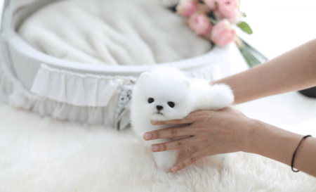 Healthy Teacup Pomeranian Puppies For sale