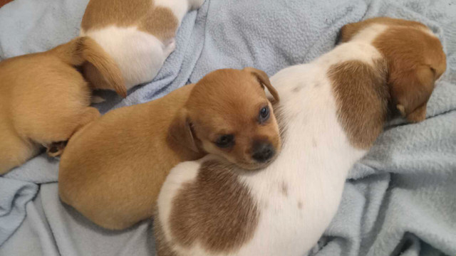 Chihuahua/Terrier puppies ready to go!