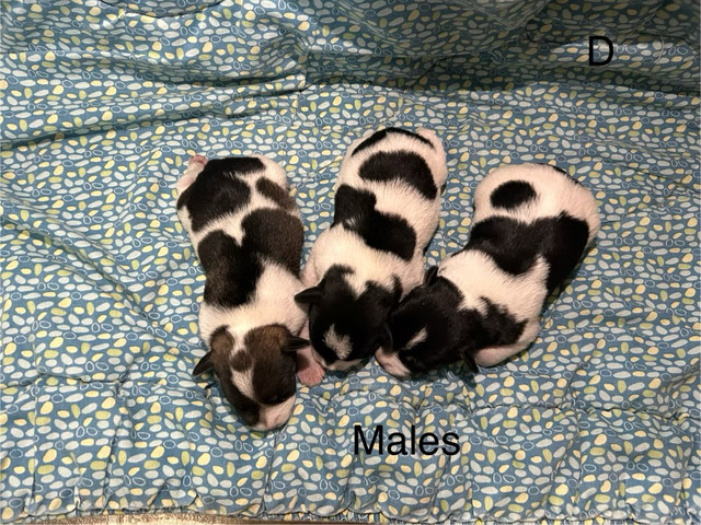 Miniature Schnauzer Puppies CKC Registered