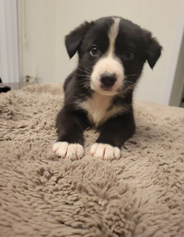 Trained Border Collie puppy