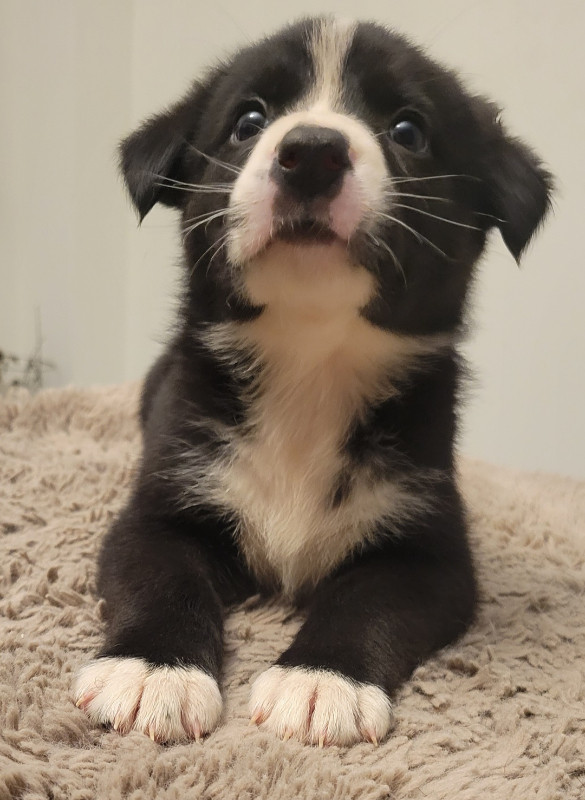 Trained Border Collie puppy