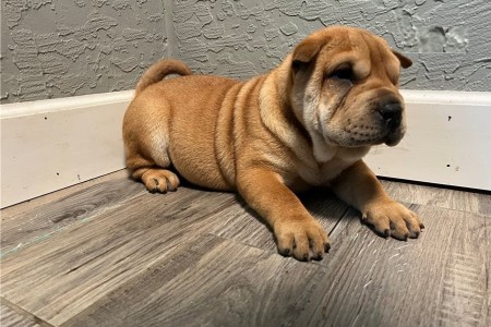 Male $ Female Chinese Sher Pei pups