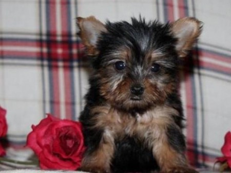 Magnificent Toy Yorkie puppies set to go now