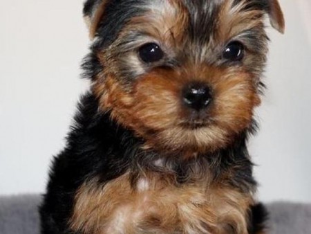 Magnificent Toy Yorkie puppies set to go now