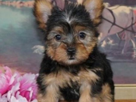 Magnificent Toy Yorkie puppies set to go now.