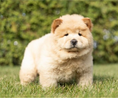 Chow Chow puppies are set for new homes now