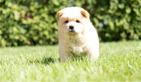 Chow Chow puppies are set for new homes now