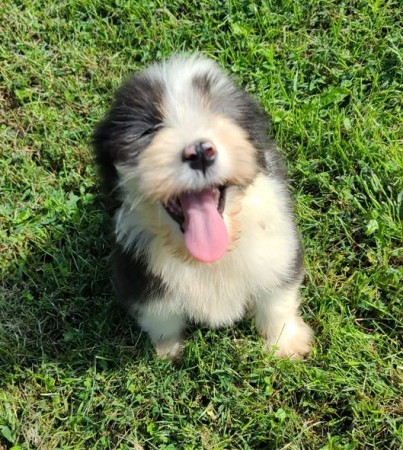 Bearded Collie puppies with outstanding personalities set to go now