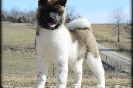Akita puppies with well socialize character
