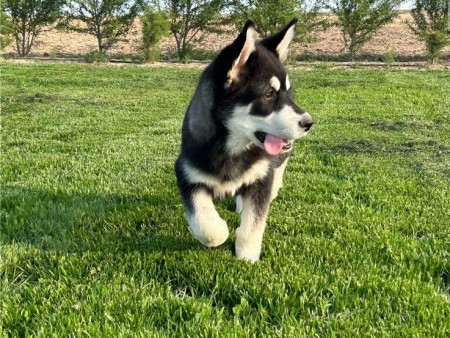 Bundle of joy Alaskan Malamute puppies ready to bring boy to any approved lucky home