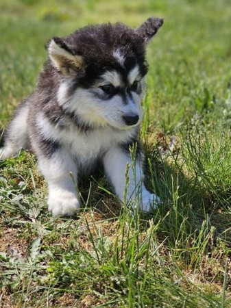 Bundle of joy Alaskan Malamute puppies ready to bring boy to any approved lucky home