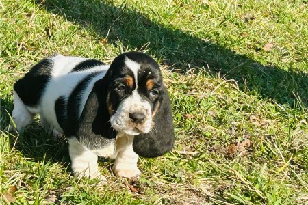 Basset Hound puppies are set for new homes now