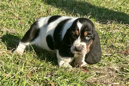 Basset Hound puppies are set for new homes now