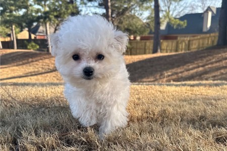 Bichon Frise puppies with outstanding personalities set to go now