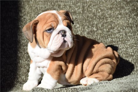 Bundle of joy Bulldog puppies ready to bring boy to any approved lucky home.