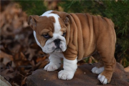 Bundle of joy Bulldog puppies ready to bring boy to any approved lucky home.
