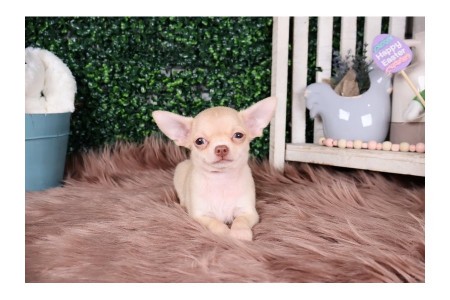 Chihuahua puppies with outstanding personalities set to go now