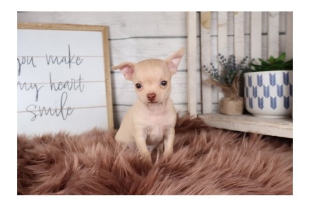 Chihuahua puppies with outstanding personalities set to go now