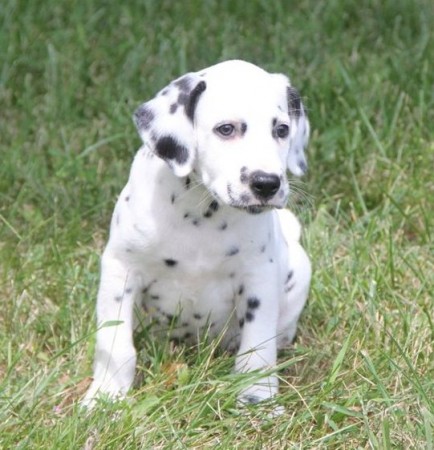 Dalmatian puppies with well socialize character.