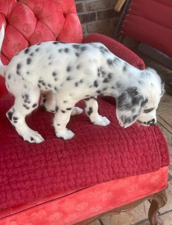 Dalmatian puppies with well socialize character.