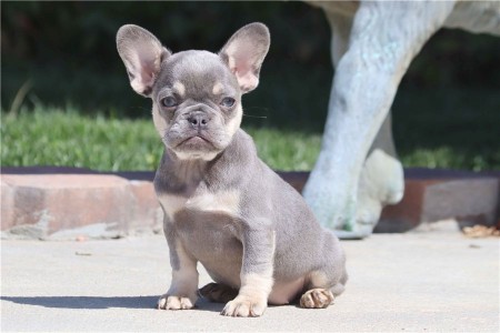 Bundle of joy French bulldog puppies ready to bring boy to any approved lucky home