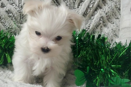 Maltese puppies set for new homes now