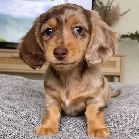 Dachshund Puppies for Sale