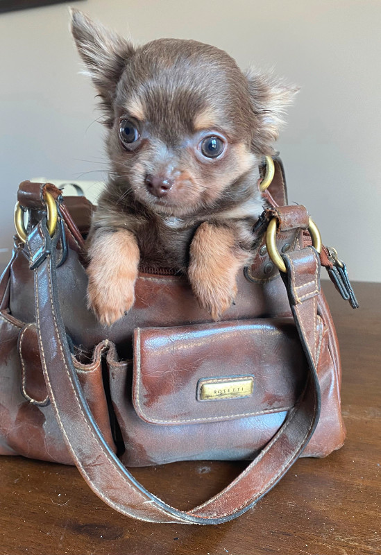 Beautiful Tiny Chihuahua Puppy
