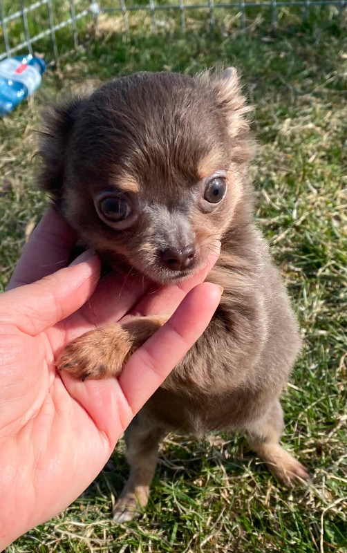 Beautiful Tiny Chihuahua Puppy