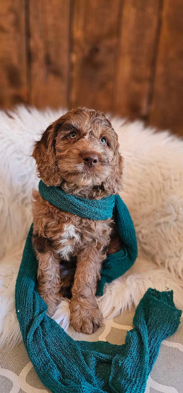 Stunning Cockapoo puppies Available!
