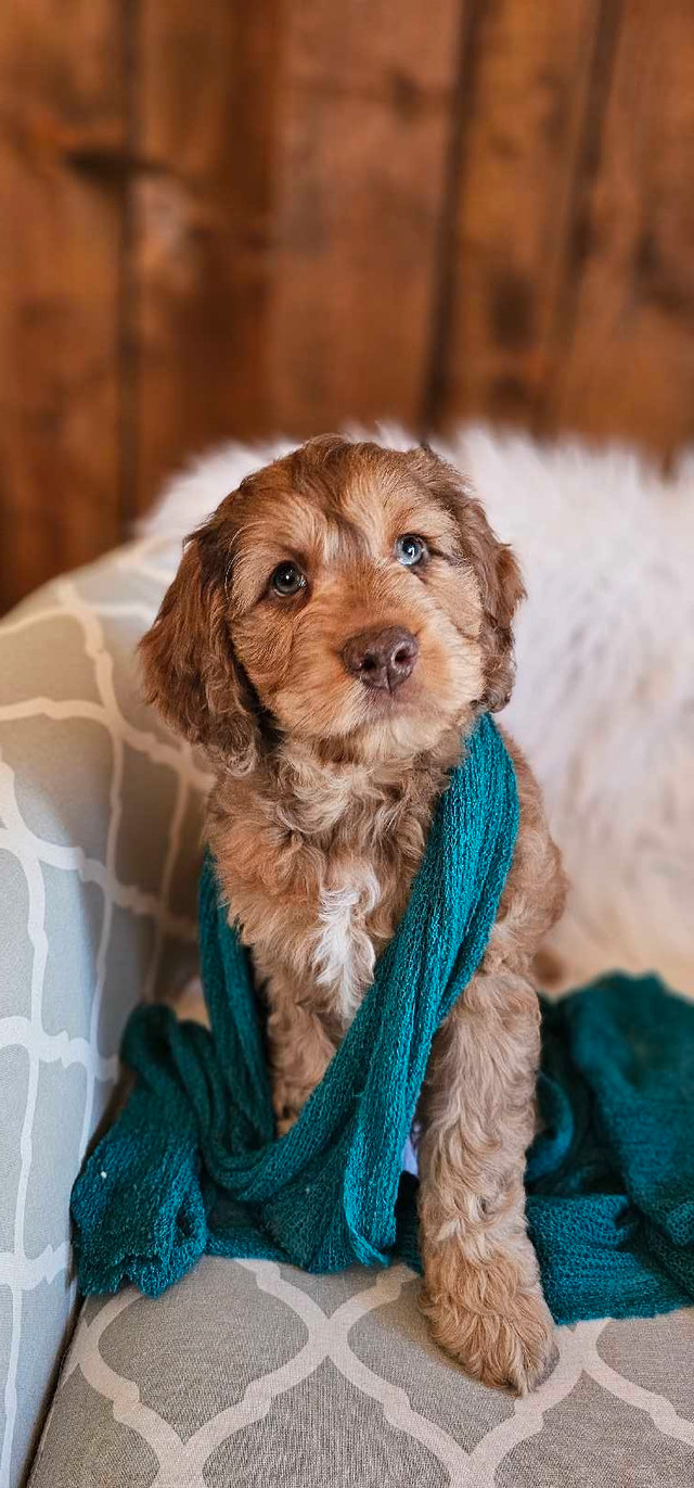 Stunning Cockapoo puppies Available!