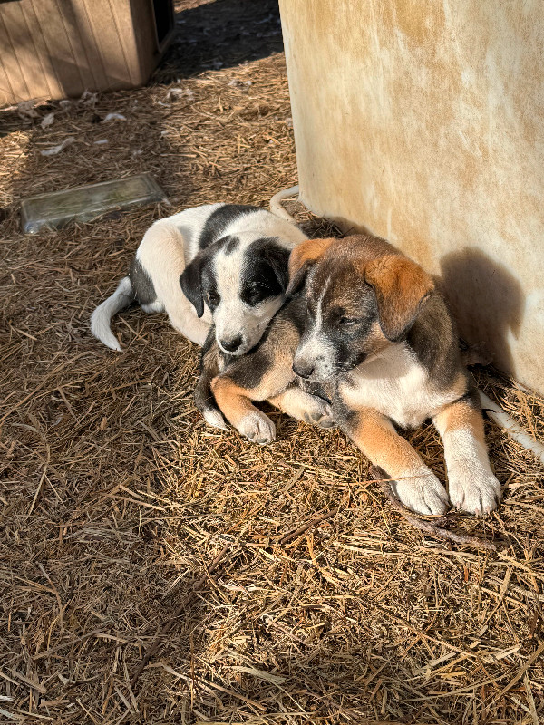 Puppies - your next best friend!